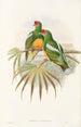 Ptaki Nowej Gwinei i sąsiednich wysp Papui Pl50 - John Gould — widok dzieła