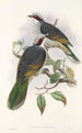 Ptaki Nowej Gwinei i sąsiednich wysp Papui Pl56 - John Gould — widok dzieła