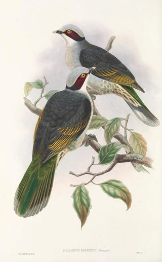 John Gould - The Birds of New Guinea and the adjacent Papuan islands Pl56.webp