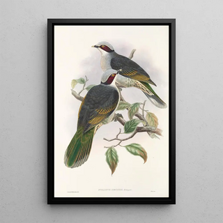 John Gould - The Birds of New Guinea and the adjacent Papuan islands Pl56.webp