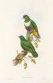 Ptaki Nowej Gwinei i sąsiednich wysp Papui Pl59 - John Gould — widok dzieła