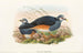 Ptaki Nowej Gwinei i sąsiednich wysp Papui Pl62 - John Gould — widok dzieła