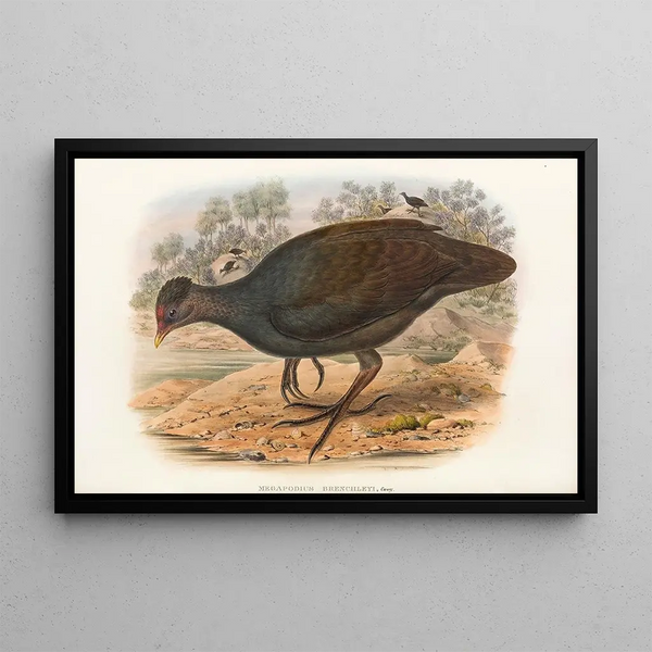 Ptaki Nowej Gwinei i sąsiednich wysp Papui Pl68 - John Gould — oprawiony obraz na ścianie