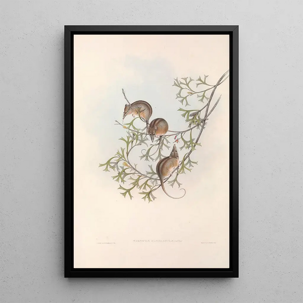 John Gould - The mammals of Australia Pl005.webp