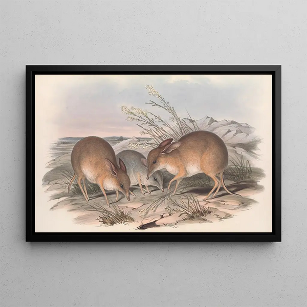 Les Mammifères d'Australie Pl006 - John Gould — oprawiony obraz na ścianie