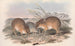 Les Mammifères d'Australie Pl006 - John Gould — widok dzieła