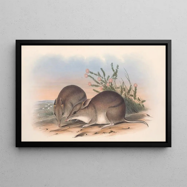 Les mammifères d'Australie, Pl010 - John Gould — oprawiony obraz na ścianie