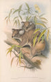 Les mammifères d'Australie Pl014 - John Gould — widok dzieła