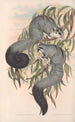 Les mammifères d'Australie Pl022 - John Gould — widok dzieła
