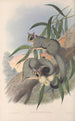 Les mammifères d'Australie Pl023 - John Gould — widok dzieła