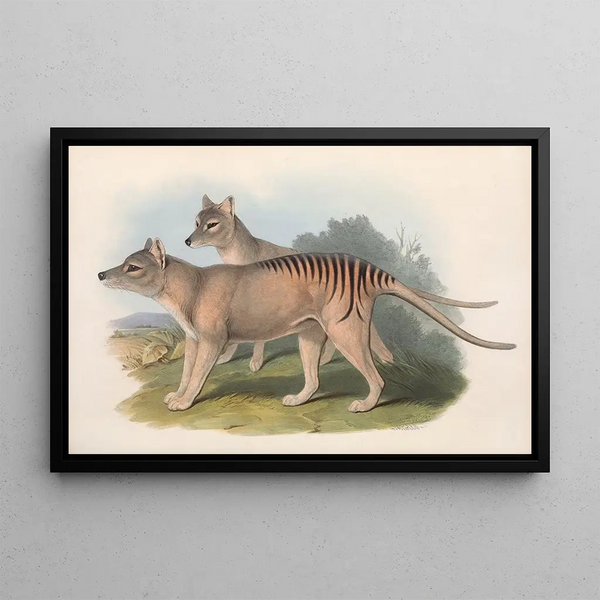 Les mammifères d'Australie, Pl. 032 - John Gould — oprawiony obraz na ścianie
