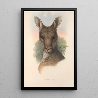 John Gould - The mammals of Australia Pl037.webp