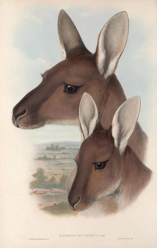 John Gould - The mammals of Australia Pl039.webp