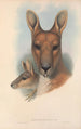 Les mammifères d'Australie Pl044 - John Gould — widok dzieła