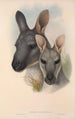 Les mammifères d'Australie Pl046 - John Gould — widok dzieła