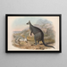 Les mammifères d'Australie, Pl047 - John Gould — oprawiony obraz na ścianie