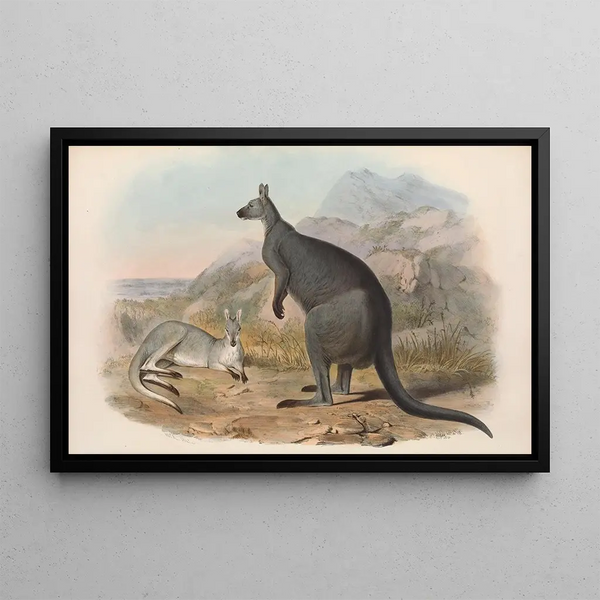 Les mammifères d'Australie, Pl047 - John Gould — oprawiony obraz na ścianie