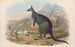Les mammifères d'Australie, Pl047 - John Gould — widok dzieła