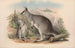 Les mammifères d'Australie Pl049 - John Gould — widok dzieła