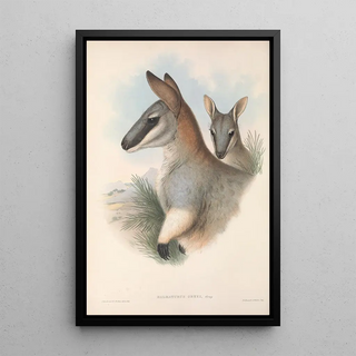 John Gould - The mammals of Australia Pl054.webp