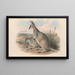 Les mammifères d'Australie Pl055 - John Gould — oprawiony obraz na ścianie