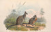 Les mammifères d'Australie, pl. 059 - John Gould — widok dzieła