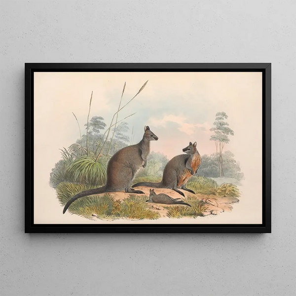 Les mammifères d'Australie, pl. 059 - John Gould — oprawiony obraz na ścianie
