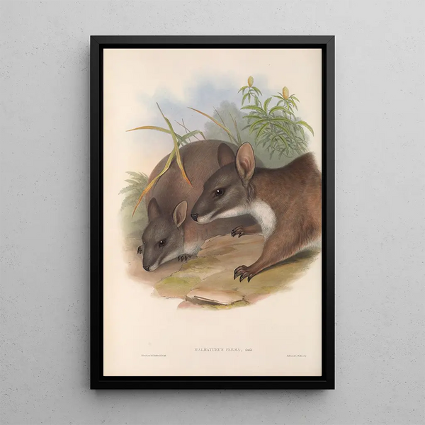 John Gould - The mammals of Australia Pl064.webp