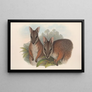 John Gould - The mammals of Australia Pl065.webp