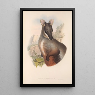 John Gould - The mammals of Australia Pl075.webp