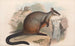 Les mammifères d'Australie Pl076 - John Gould — widok dzieła