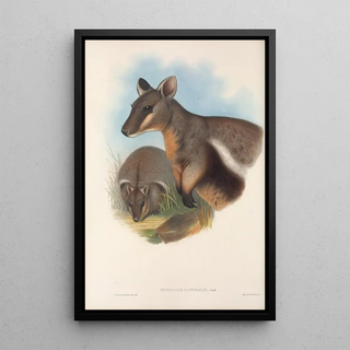 John Gould - The mammals of Australia Pl077.webp