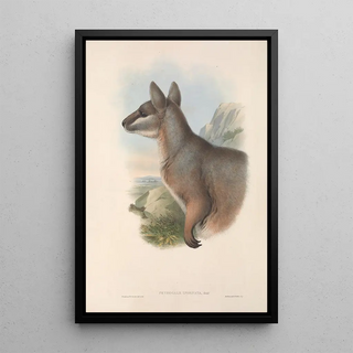 John Gould - The mammals of Australia Pl081.webp