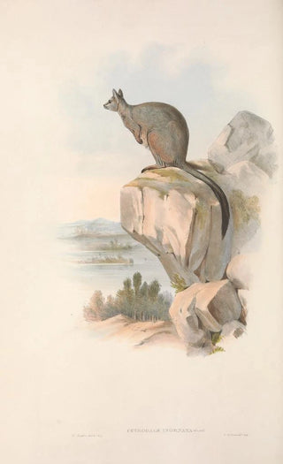John Gould - The mammals of Australia Pl082.webp