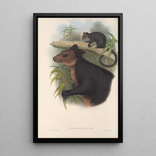 John Gould - The mammals of Australia Pl085.webp