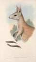 Les mammifères d'Australie Pl088 - John Gould — widok dzieła