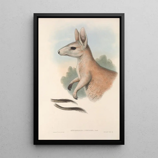 John Gould - The mammals of Australia Pl088.webp