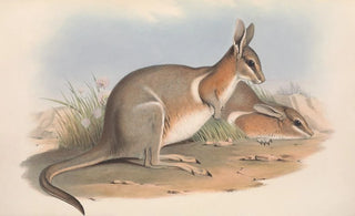 John Gould - The mammals of Australia Pl091.webp