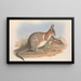 Les mammifères d'Australie Pl091 - John Gould — oprawiony obraz na ścianie