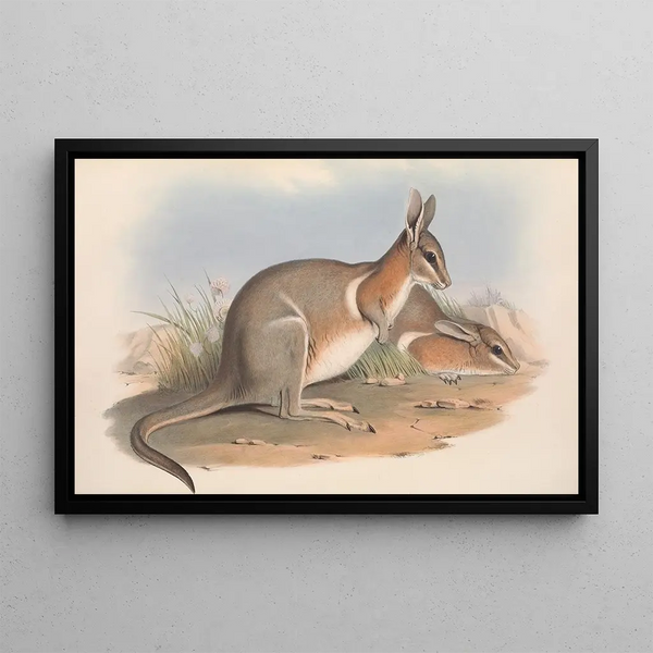 John Gould - The mammals of Australia Pl091.webp