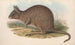 Les mammifères d'Australie Pl093 - John Gould — widok dzieła