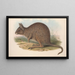 Les mammifères d'Australie Pl093 - John Gould — oprawiony obraz na ścianie