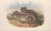 Les mammifères d'Australie Pl100 - John Gould — widok dzieła