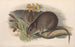 Les mammifères d'Australie Pl103 - John Gould — widok dzieła