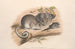 Les mammifères d'Australie, Pl. 107 - John Gould — widok dzieła