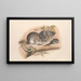 Les mammifères d'Australie, Pl. 107 - John Gould — oprawiony obraz na ścianie
