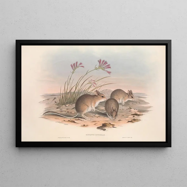 Les Mammifères d'Australie Pl115 - John Gould — oprawiony obraz na ścianie