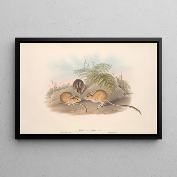 John Gould - The mammals of Australia Pl116.webp
