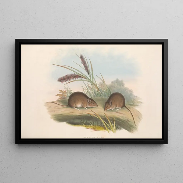 Les mammifères d'Australie Pl125 - John Gould — oprawiony obraz na ścianie