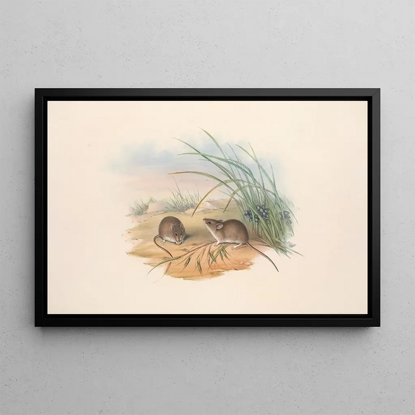 John Gould - The mammals of Australia Pl128.webp